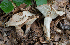  (Lactarius pallidus - SNMH536)  @11 [ ] CreativeCommons  Attribution Non-Commercial Share-Alike (2019) I. Kautmanova Slovak National Museum-Natural History Museum