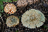  ( - SNMH540)  @11 [ ] CreativeCommons  Attribution Non-Commercial Share-Alike (2019) I. Kautmanova Slovak National Museum-Natural History Museum
