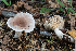  ( - SNMH544)  @11 [ ] CreativeCommons  Attribution Non-Commercial Share-Alike (2019) I. Kautmanova Slovak National Museum-Natural History Museum