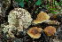  (Lactarius rubrocinctus - SNMH552)  @11 [ ] CreativeCommons  Attribution Non-Commercial Share-Alike (2019) I. Kautmanova Slovak National Museum-Natural History Museum