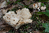  ( - SNMH553)  @11 [ ] CreativeCommons  Attribution Non-Commercial Share-Alike (2019) I. Kautmanova Slovak National Museum-Natural History Museum