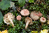  ( - SNMH558)  @11 [ ] CreativeCommons  Attribution Non-Commercial Share-Alike (2019) I. Kautmanova Slovak National Museum-Natural History Museum