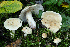  ( - SNMH572)  @11 [ ] CreativeCommons  Attribution Non-Commercial Share-Alike (2019) I. Kautmanova Slovak National Museum-Natural History Museum