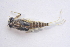  ( - IBSAS-BC1690)  @11 [ ] CreativeCommons  Attribution Non-Commercial Share-Alike (2020) Patrik Macko Slovak Academy of Sciences, Plant Science and Biodiversity Centre