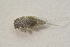  ( - IBSAS-BC2943)  @11 [ ] CreativeCommons  Attribution Non-Commercial Share-Alike (2020) Patrik Macko Slovak Academy of Sciences, Plant Science and Biodiversity Centre