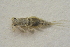  ( - IBSAS-BC3038)  @11 [ ] CreativeCommons  Attribution Non-Commercial Share-Alike (2020) Patrik Macko Slovak Academy of Sciences, Plant Science and Biodiversity Centre