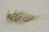  ( - IBSAS-BC3038)  @11 [ ] CreativeCommons  Attribution Non-Commercial Share-Alike (2020) Patrik Macko Slovak Academy of Sciences, Plant Science and Biodiversity Centre
