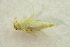  ( - IBSAS-BC3196)  @11 [ ] CreativeCommons  Attribution Non-Commercial Share-Alike (2020) Patrik Macko Slovak Academy of Sciences, Plant Science and Biodiversity Centre