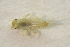  ( - IBSAS-BC3433)  @11 [ ] CreativeCommons  Attribution Non-Commercial Share-Alike (2020) Patrik Macko Slovak Academy of Sciences, Plant Science and Biodiversity Centre