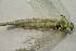  ( - IBSAS-BC4492)  @11 [ ] CreativeCommons  Attribution Non-Commercial Share-Alike (2020) Patrik Macko Slovak Academy of Sciences, Plant Science and Biodiversity Centre