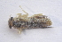  ( - IBSAS-BC1851)  @11 [ ] CreativeCommons  Attribution Non-Commercial Share-Alike (2020) Patrik Macko Slovak Academy of Sciences, Plant Science and Biodiversity Centre