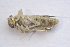  ( - IBSAS-BC1851)  @11 [ ] CreativeCommons  Attribution Non-Commercial Share-Alike (2020) Patrik Macko Slovak Academy of Sciences, Plant Science and Biodiversity Centre