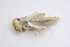  ( - IBSAS-BC1881)  @11 [ ] CreativeCommons  Attribution Non-Commercial Share-Alike (2020) Patrik Macko Slovak Academy of Sciences, Plant Science and Biodiversity Centre