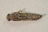  ( - IBSAS-BC2618)  @11 [ ] CreativeCommons  Attribution Non-Commercial Share-Alike (2020) Patrik Macko Slovak Academy of Sciences, Plant Science and Biodiversity Centre