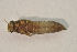  ( - IBSAS-BC2618)  @11 [ ] CreativeCommons  Attribution Non-Commercial Share-Alike (2020) Patrik Macko Slovak Academy of Sciences, Plant Science and Biodiversity Centre