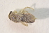  ( - IBSAS-BC2622)  @11 [ ] CreativeCommons  Attribution Non-Commercial Share-Alike (2020) Patrik Macko Slovak Academy of Sciences, Plant Science and Biodiversity Centre