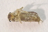  ( - IBSAS-BC2622)  @11 [ ] CreativeCommons  Attribution Non-Commercial Share-Alike (2020) Patrik Macko Slovak Academy of Sciences, Plant Science and Biodiversity Centre