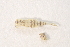 ( - IBSAS-BC2712)  @11 [ ] CreativeCommons  Attribution Non-Commercial Share-Alike (2020) Patrik Macko Slovak Academy of Sciences, Plant Science and Biodiversity Centre