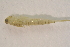  ( - IBSAS-BC2813)  @11 [ ] CreativeCommons  Attribution Non-Commercial Share-Alike (2020) Patrik Macko Slovak Academy of Sciences, Plant Science and Biodiversity Centre