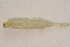  ( - IBSAS-BC2813)  @11 [ ] CreativeCommons  Attribution Non-Commercial Share-Alike (2020) Patrik Macko Slovak Academy of Sciences, Plant Science and Biodiversity Centre