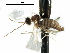  (Contarinia baeri - BIOUG31901-C04)  @11 [ ] CreativeCommons - Attribution (2017) CBG Photography Group Centre for Biodiversity Genomics