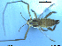  ( - XL554)  @12 [ ] CreativeCommons - Attribution Non-Commercial Share-Alike (2016) NTNU University Museum, Department of Natural History NTNU University Museum, Department of Natural History