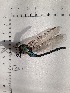  ( - IBSAS-BC4115)  @11 [ ] CreativeCommons  Attribution Non-Commercial Share-Alike (2022) Unspecified Slovak Academy of Sciences, Plant Science and Biodiversity Centre