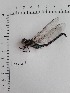  ( - IBSAS-BC4124)  @11 [ ] CreativeCommons  Attribution Non-Commercial Share-Alike (2022) Unspecified Slovak Academy of Sciences, Plant Science and Biodiversity Centre