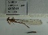  (Pseudagrion pilidorsum - SK069)  @11 [ ] Unspecified (default): All Rights Reserved (2015) Unspecified Unspecified