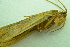  ( - IBSAS-BC4511)  @11 [ ] CreativeCommons  Attribution Non-Commercial Share-Alike (2022) Unspecified Slovak Academy of Sciences, Plant Science and Biodiversity Centre