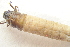  ( - IBSAS-BC2374)  @11 [ ] CreativeCommons  Attribution Non-Commercial Share-Alike (2022) Unspecified Slovak Academy of Sciences, Plant Science and Biodiversity Centre