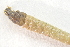  ( - IBSAS-BC2469)  @11 [ ] CreativeCommons  Attribution Non-Commercial Share-Alike (2022) Unspecified Slovak Academy of Sciences, Plant Science and Biodiversity Centre