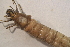  ( - IBSAS-BC2504)  @11 [ ] CreativeCommons  Attribution Non-Commercial Share-Alike (2022) Unspecified Slovak Academy of Sciences, Plant Science and Biodiversity Centre