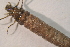  ( - IBSAS-BC2508)  @11 [ ] CreativeCommons  Attribution Non-Commercial Share-Alike (2022) Unspecified Slovak Academy of Sciences, Plant Science and Biodiversity Centre