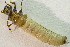  ( - IBSAS-BC4287)  @11 [ ] CreativeCommons  Attribution Non-Commercial Share-Alike (2022) Unspecified Slovak Academy of Sciences, Plant Science and Biodiversity Centre