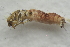  ( - IBSAS-BC0561)  @13 [ ] CreativeCommons  Attribution Non-Commercial Share-Alike (2017) Unspecified Slovak Academy of Sciences, Plant Science and Biodiversity Centre