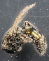  (Lasioglossum sp. 5 - TTU-Z_285997)  @11 [ ] by-nc (2025) Museum of Texas Tech University Museum of Texas Tech University