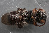  ( - TTU-Z_286000)  @11 [ ] by-nc (2025) Museum of Texas Tech University Museum of Texas Tech University