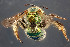  (Agapostemon sp. 1 - TTU-Z_358963)  @11 [ ] by-nc (2025) Museum of Texas Tech University Museum of Texas Tech University