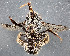  (Svastra sp. 1 - TTU-Z_358967)  @11 [ ] by-nc (2025) Museum of Texas Tech University Museum of Texas Tech University