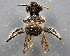  ( - TTU-Z_358987)  @11 [ ] by-nc (2025) Museum of Texas Tech University Museum of Texas Tech University