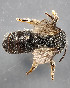  (Lasioglossum sp. 10 - TTU-Z_358988)  @11 [ ] by-nc (2025) Museum of Texas Tech University Museum of Texas Tech University