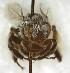  ( - TTU-Z_359956)  @11 [ ] by-nc (2025) Museum of Texas Tech University Museum of Texas Tech University