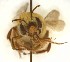  ( - TTU-Z_359957)  @11 [ ] by-nc (2025) Museum of Texas Tech University Museum of Texas Tech University