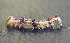  ( - SLC00073)  @11 [ ] CreativeCommons - Attribution Non-Commercial Share-Alike (2017) Carlo L. Seifert Institute of Entomology, Biology Centre CAS, Ceske Budejovice