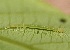  ( - SLC00264)  @11 [ ] CreativeCommons - Attribution Non-Commercial Share-Alike (2017) Carlo L. Seifert Institute of Entomology, Biology Centre CAS, Ceske Budejovice