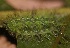  ( - SLC00612)  @11 [ ] CreativeCommons - Attribution Non-Commercial Share-Alike (2017) Carlo L. Seifert Institute of Entomology, Biology Centre CAS, Ceske Budejovice