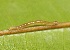  ( - SLC00758)  @11 [ ] CreativeCommons - Attribution Non-Commercial Share-Alike (2017) Carlo L. Seifert Institute of Entomology, Biology Centre CAS, Ceske Budejovice