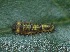  ( - SLC00838)  @11 [ ] CreativeCommons - Attribution Non-Commercial Share-Alike (2017) Carlo L. Seifert Institute of Entomology, Biology Centre CAS, Ceske Budejovice