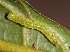  ( - SLC00914)  @13 [ ] CreativeCommons - Attribution Non-Commercial Share-Alike (2017) Carlo L. Seifert Institute of Entomology, Biology Centre CAS, Ceske Budejovice
